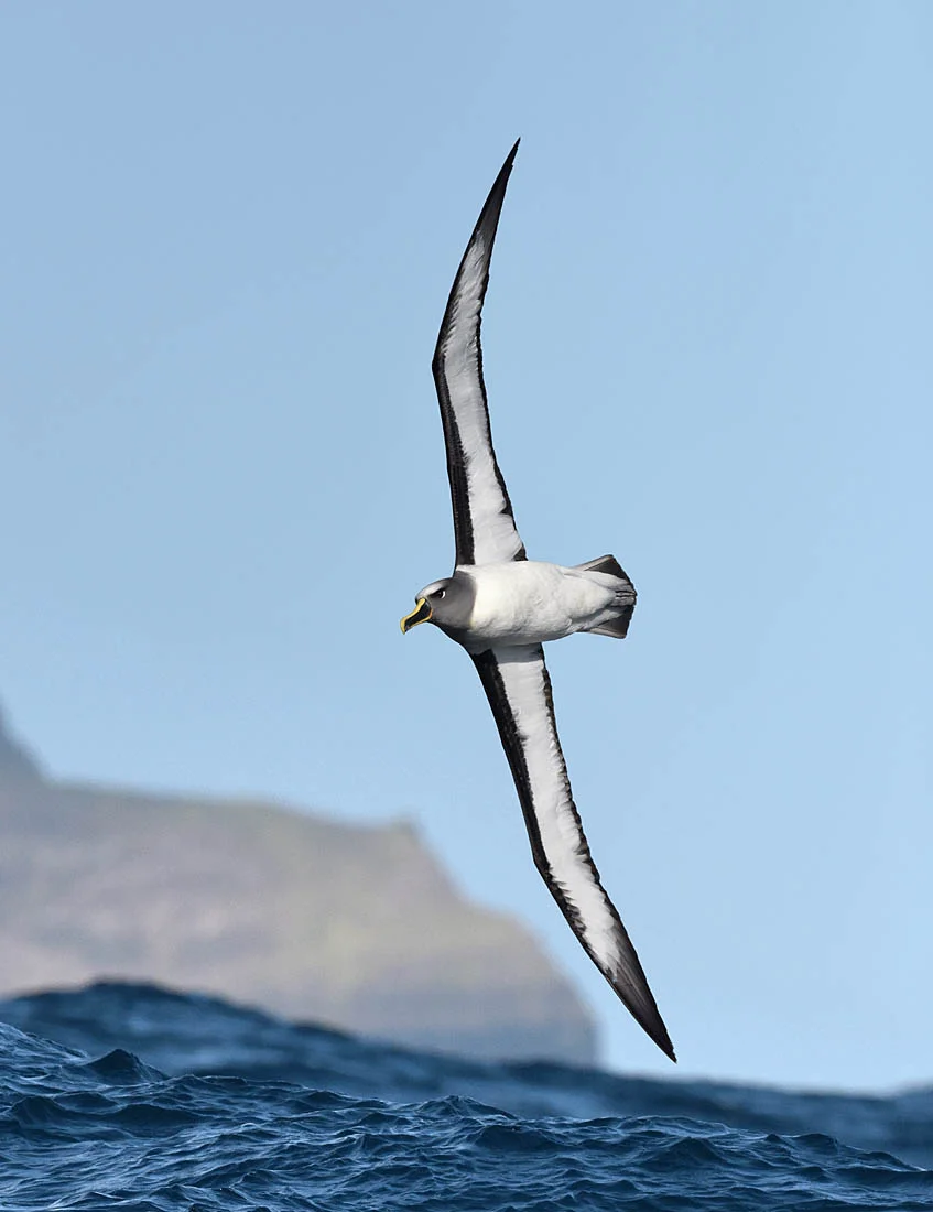 While photographing seabirds such as this Buller’s Albatross at sea, corrosive salt spray is an inevitable problem, and a lens cover helps with protection. ©Paul Sterry/BPOTY
