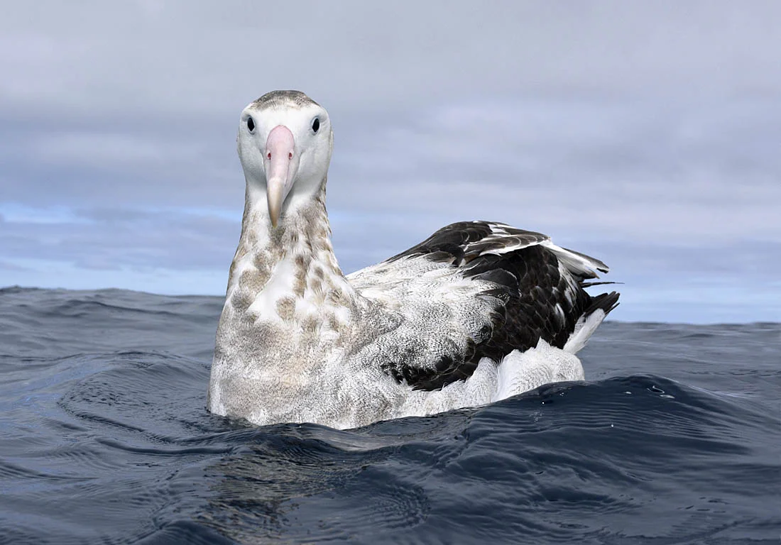 Photographed with a 28mm lens, the fact that this Antipodean Albatross is making eye contact adds a degree of intimacy to the picture. ©Paul Steryy/BPOTY