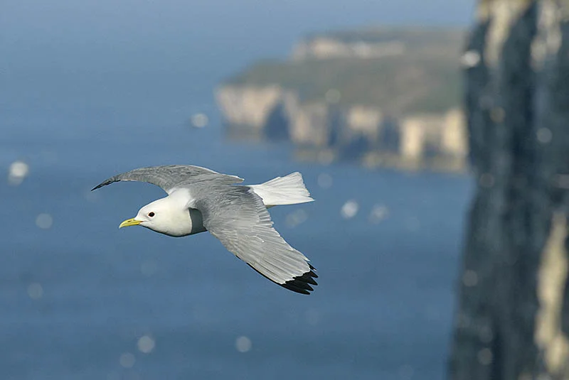 At seabird colonies such as the RSPB’s Bempton Cliffs photographers are spoilt for choice. Try tracking an individual such as this Kittiwake until you judge the background does justice to the bird itself. ©Paul Sterry/BPOTY