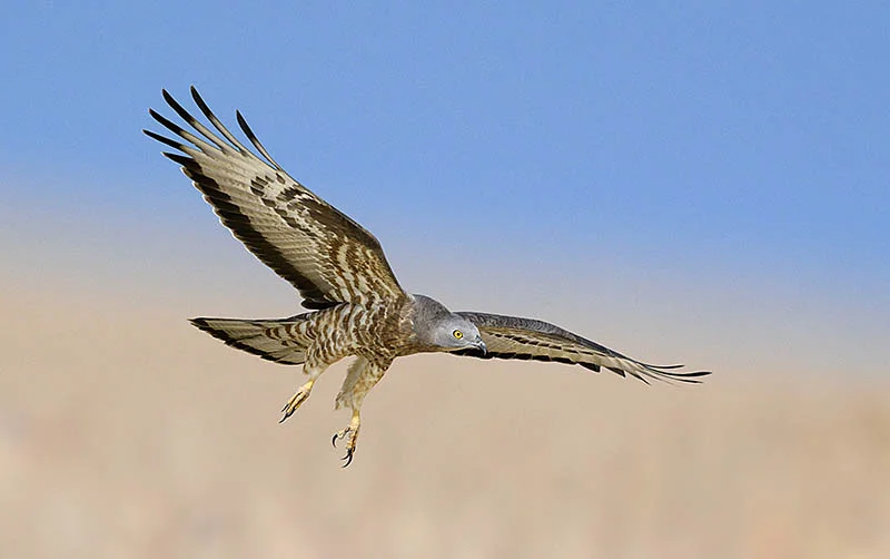 Eilat offers unrivalled opportunities to photograph migrating Honey Buzzards, either soaring in the mountains or coming down to drink at pools. ©Paul Sterry/BPOTY