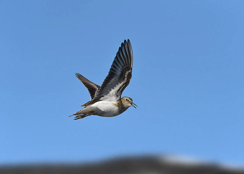 Norway’s Arctic tundra hosts breeding waders galore, and singing Temminck’s Stints are regularly encountered shortly after their arrival. ©Paul Sterry/BPOTY