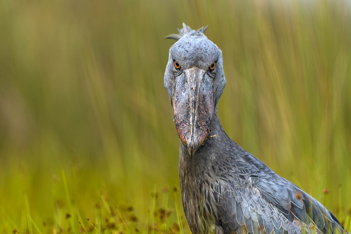 Eye to Eye by Renato Granieri (United Kingdom) Best Portrait