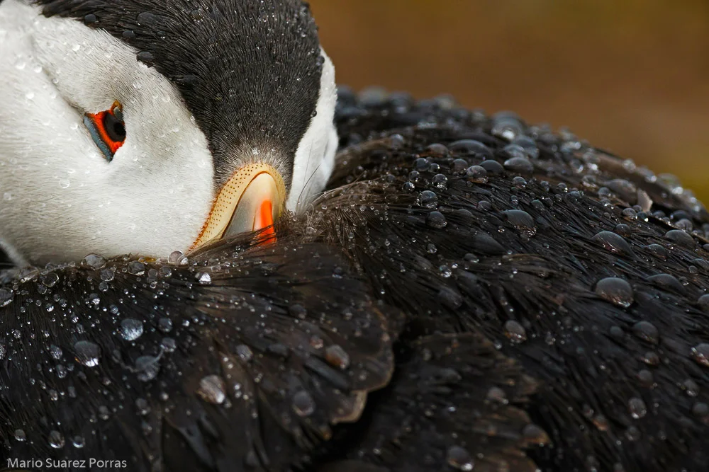 Comfortably Numb by Mario Suarez Porras (Spain) Attention to Detail