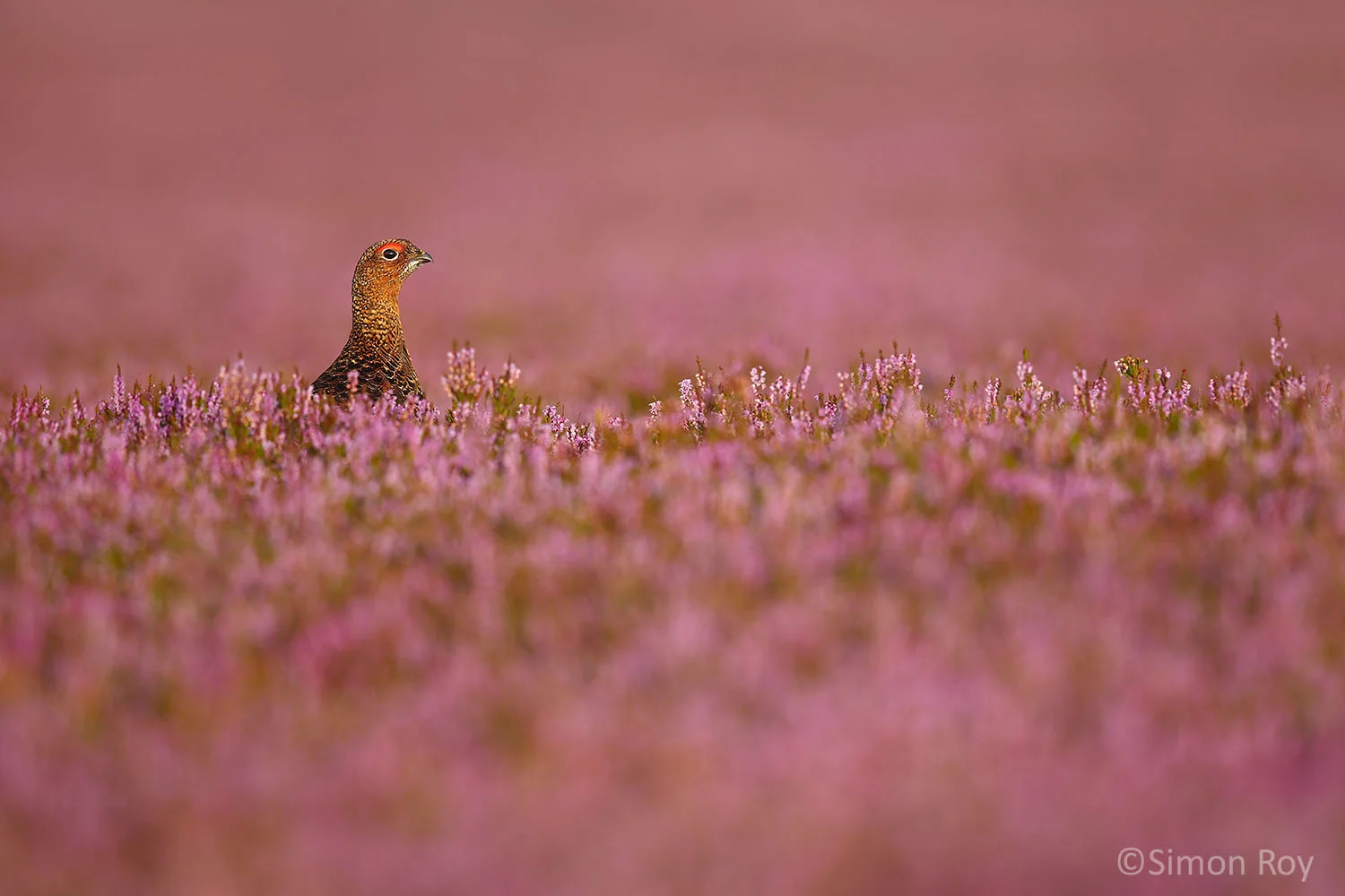 Pretty in Pink