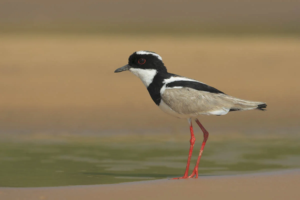 Pied Plover