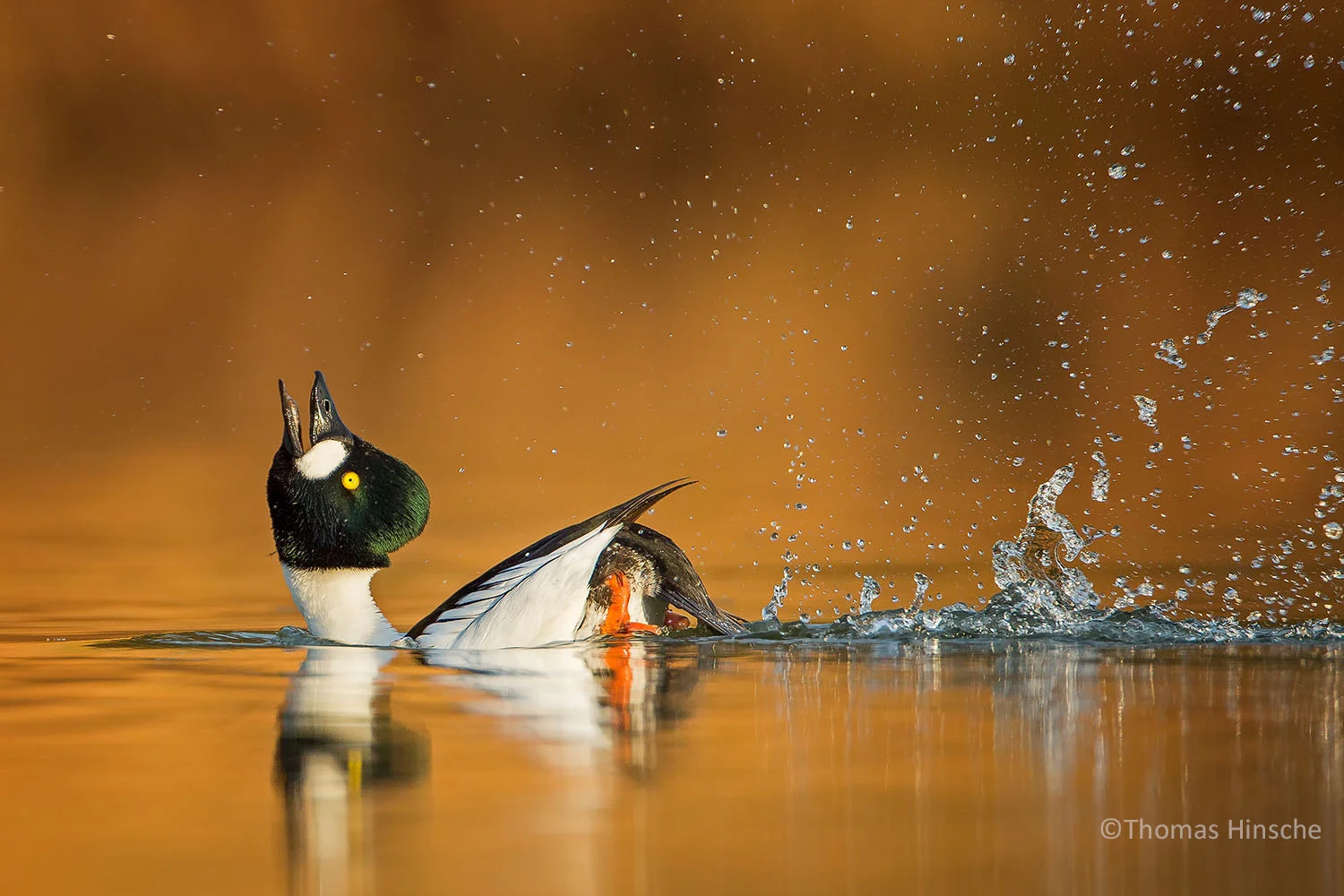 BPOTY 2019 Shortlist Announced - Are you on it?