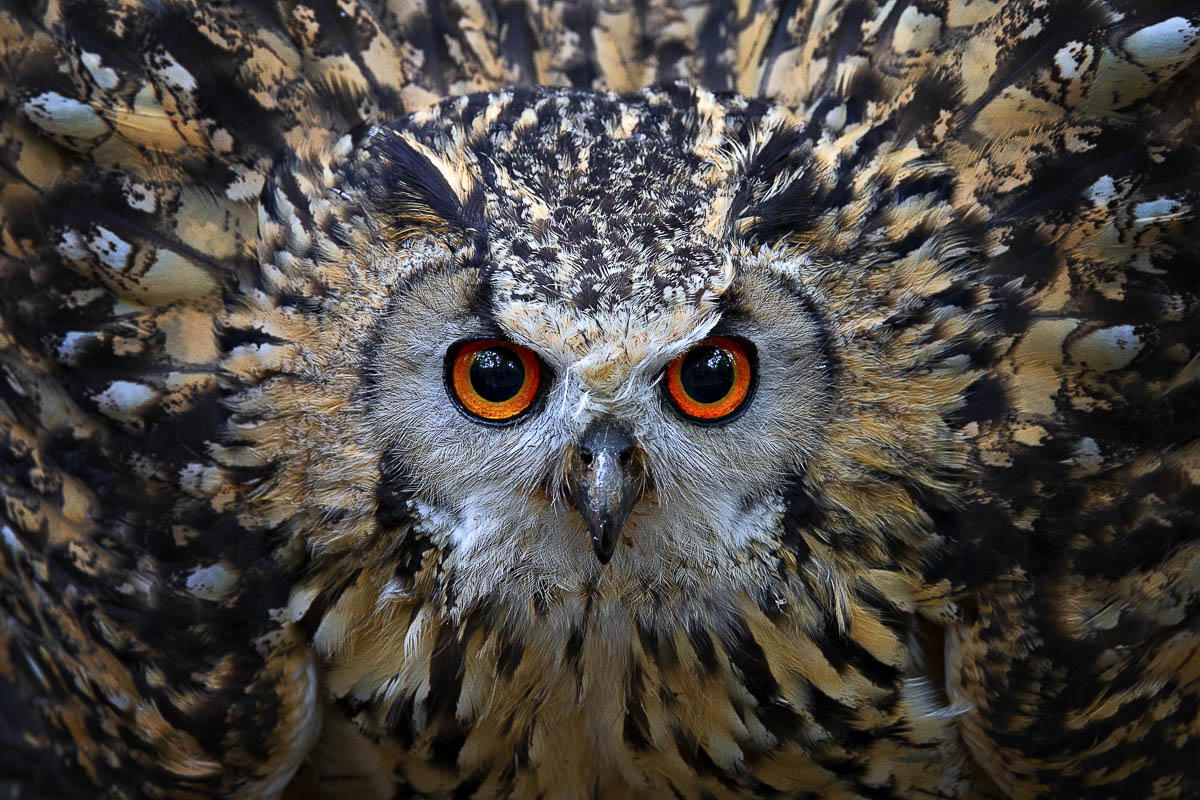 The Eagle-owl