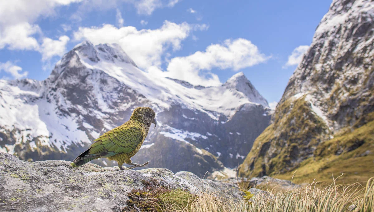 Kea