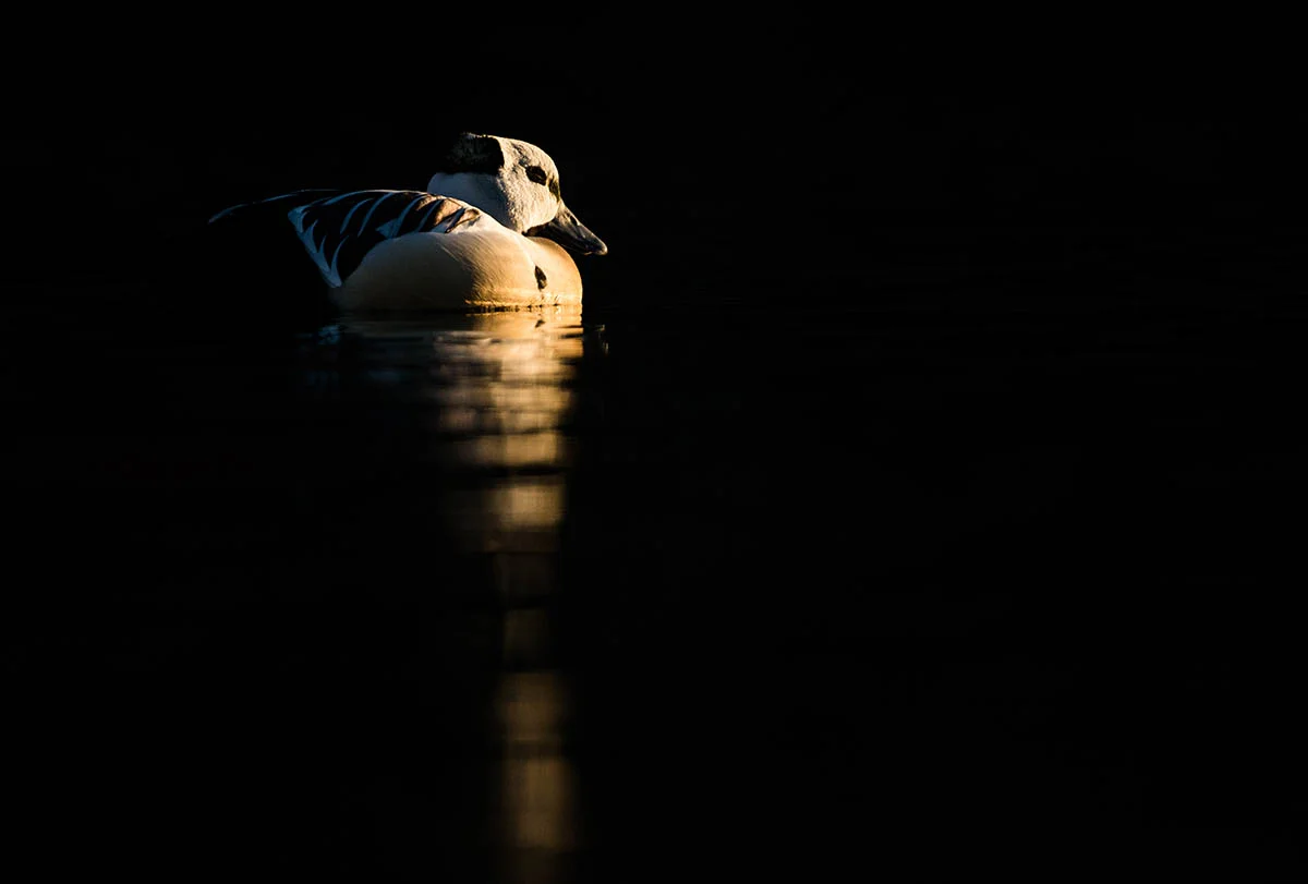 Young BPOTY 2017 SILVER Award Winner