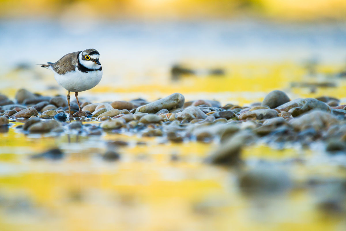 Young BPOTY 2016 GOLD Award Winner