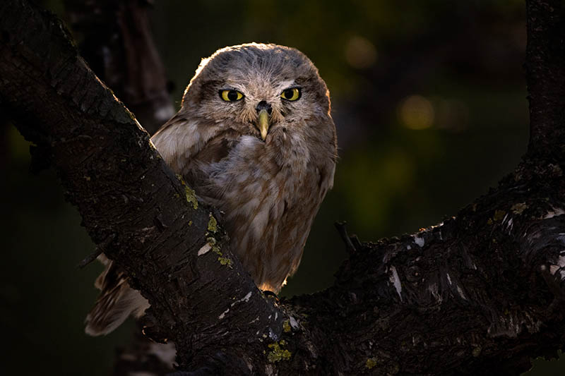 Just one of the many amazing images from this year’s Young BPOTY competition.