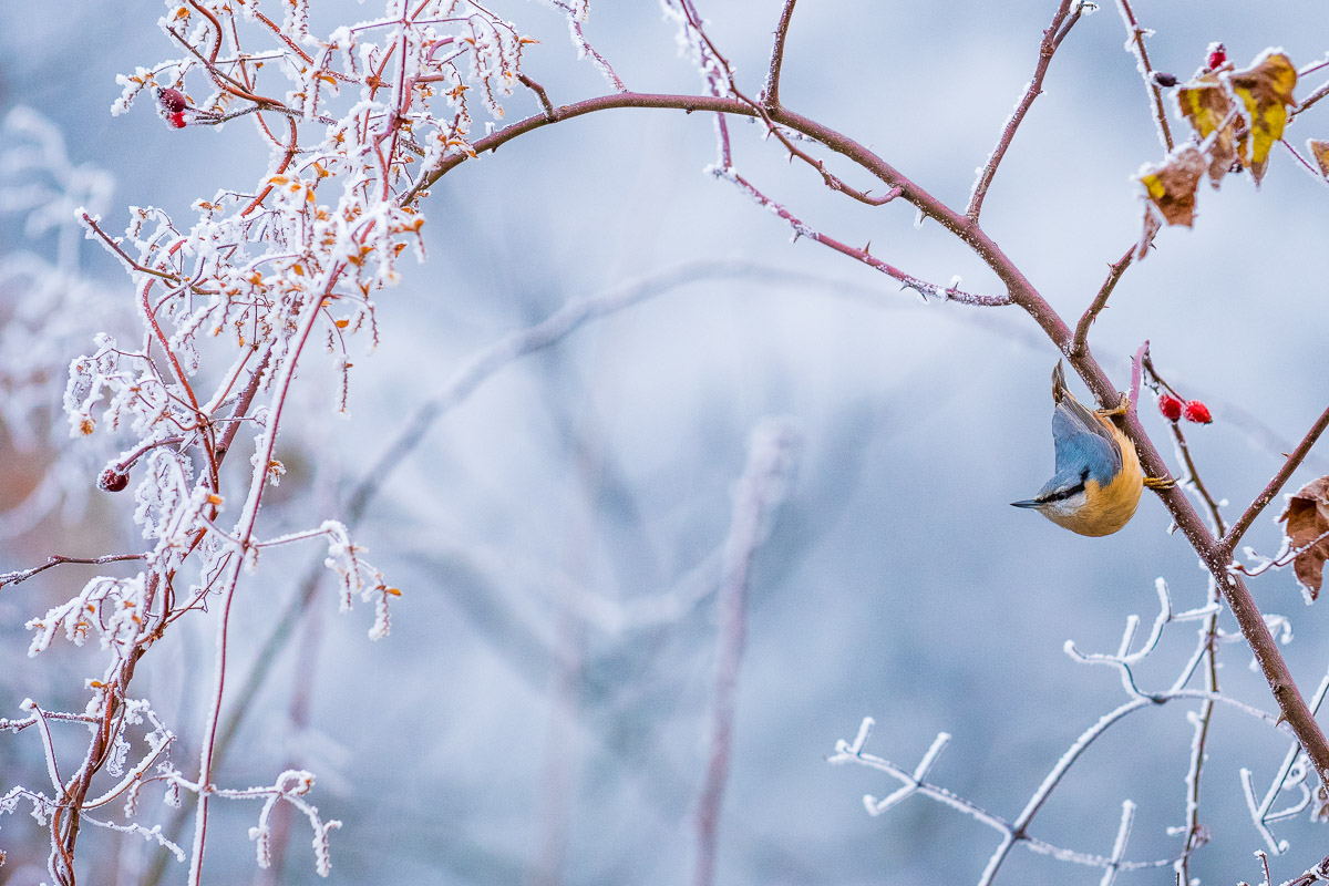 Winter