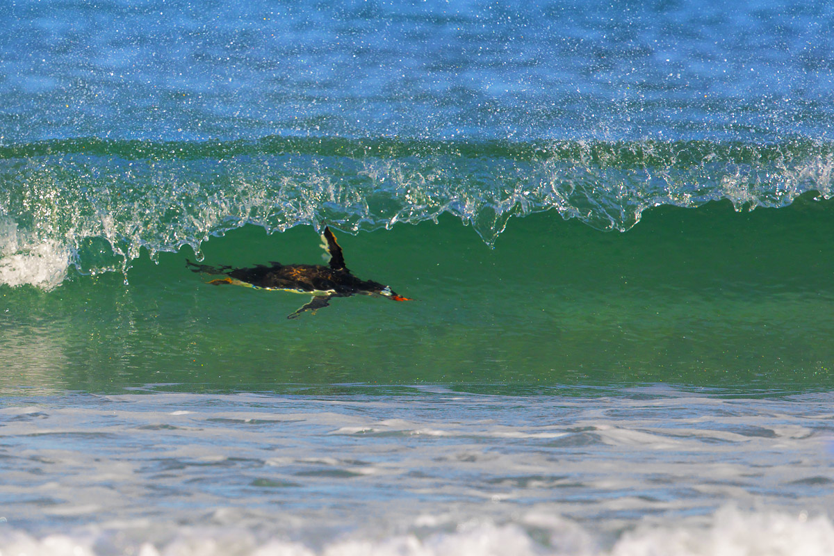 Surfing the Wave