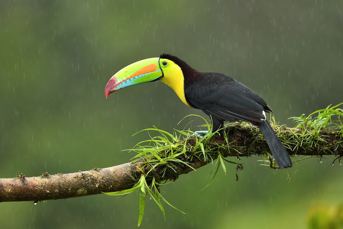 Keel-billed Toucan in the Rain