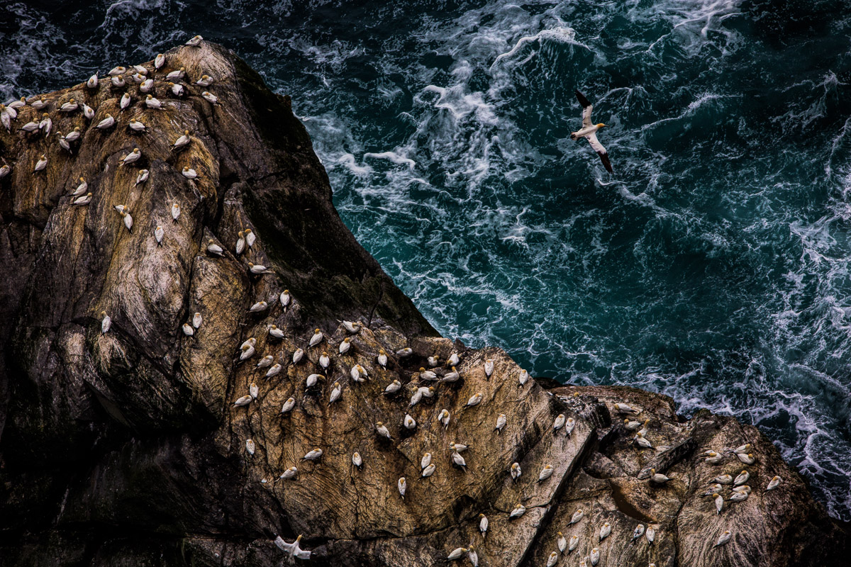 Gannet’s Eye View