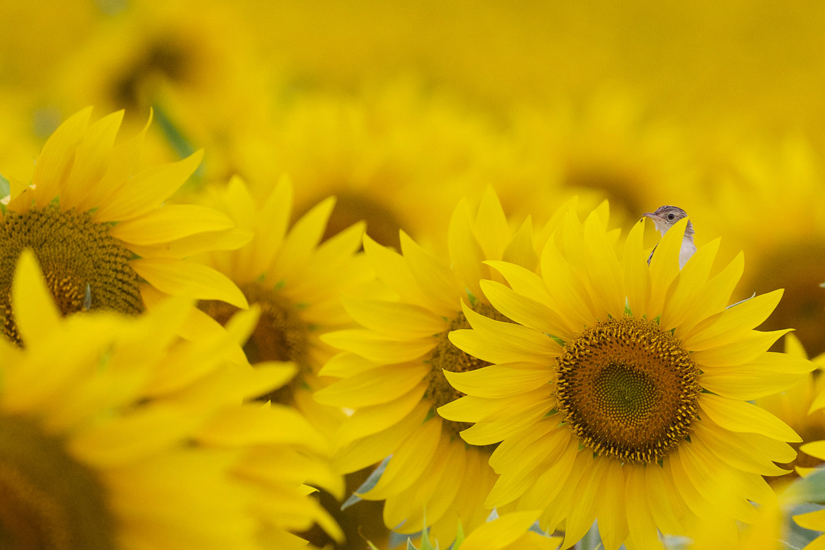 Sunflowers
