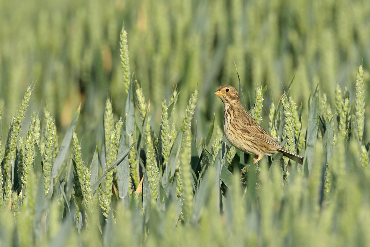 Corn Bunting in Corn