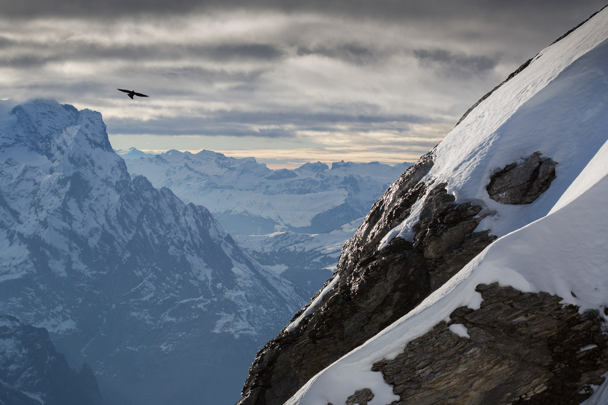 Alpine Chough