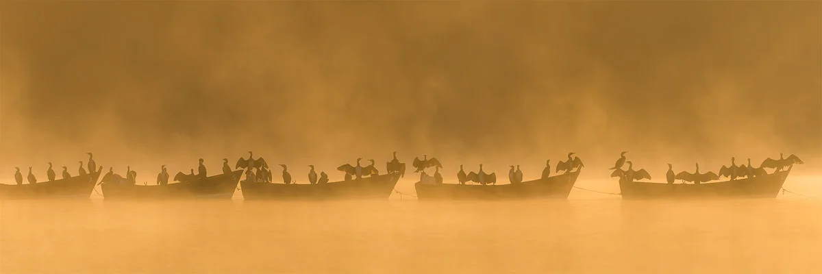Cormorant Uprising