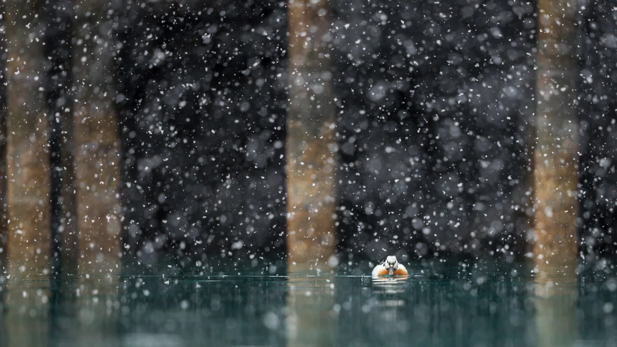Oh there was snow!