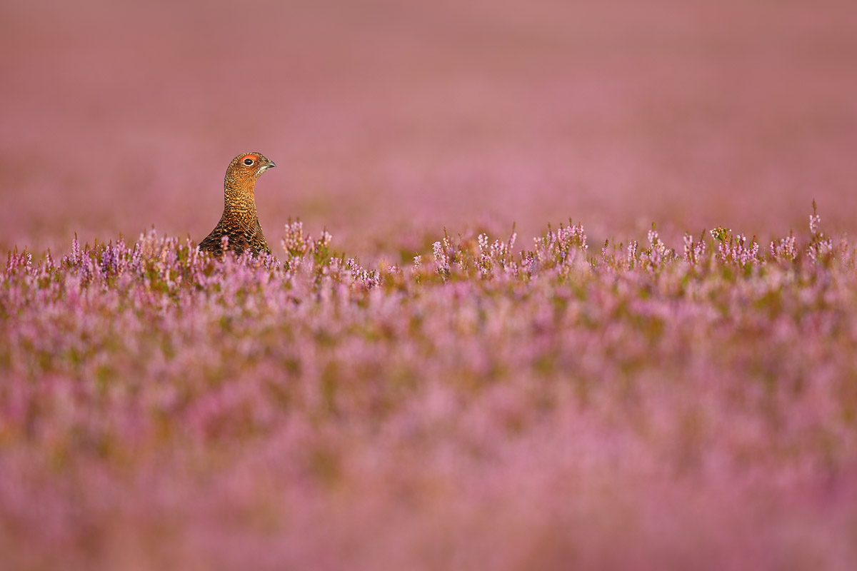 Pretty in Pink