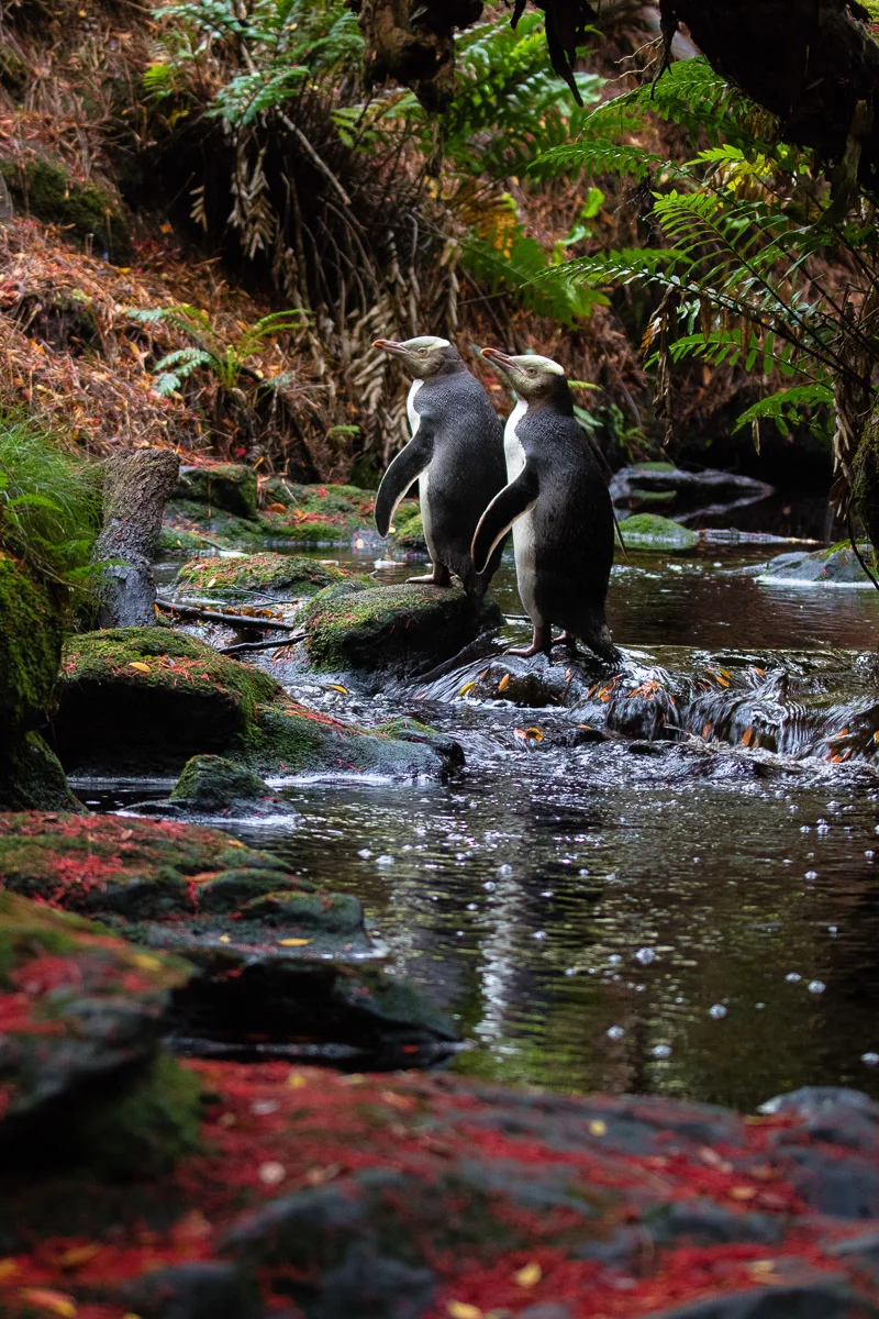 Forest Penguins