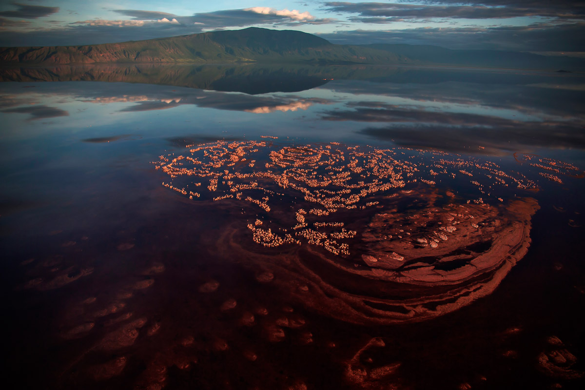 A Breeding Ground for Flamingos