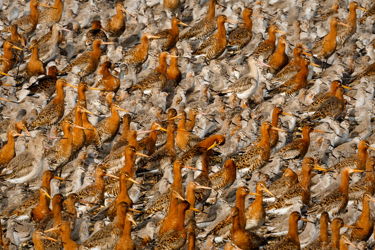 Godwits and Knots