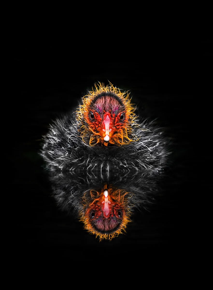Mirror, Mirror