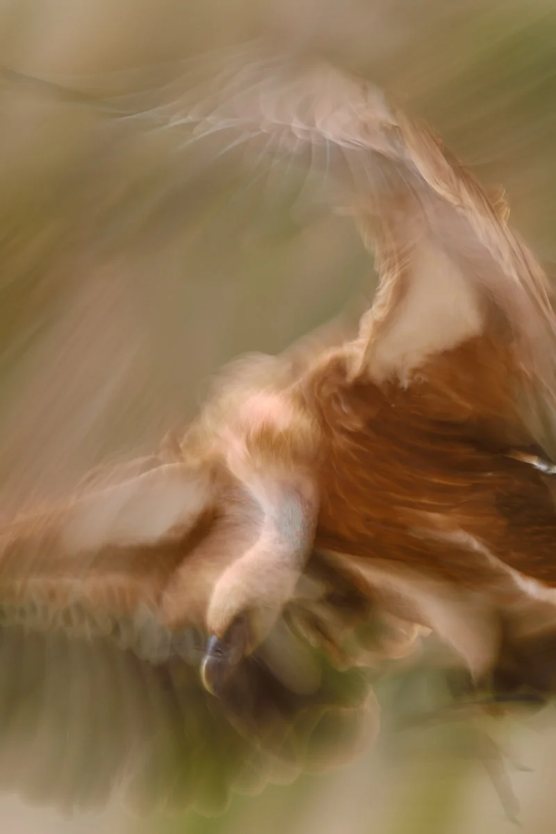 Essence of Vulture