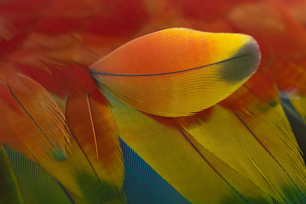 Feathers