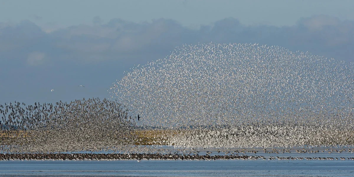 Knot murmuration and Peregrine