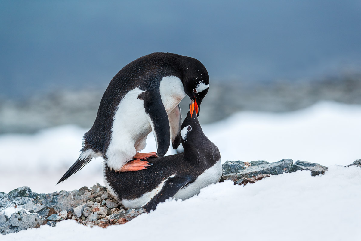 Penguin Passion
