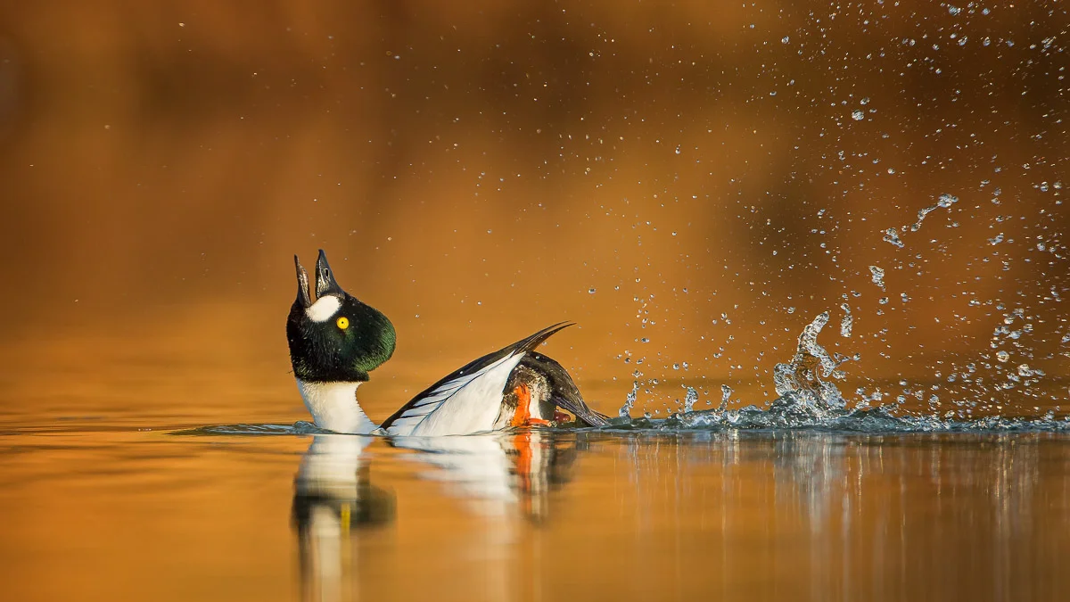 Courtship Display