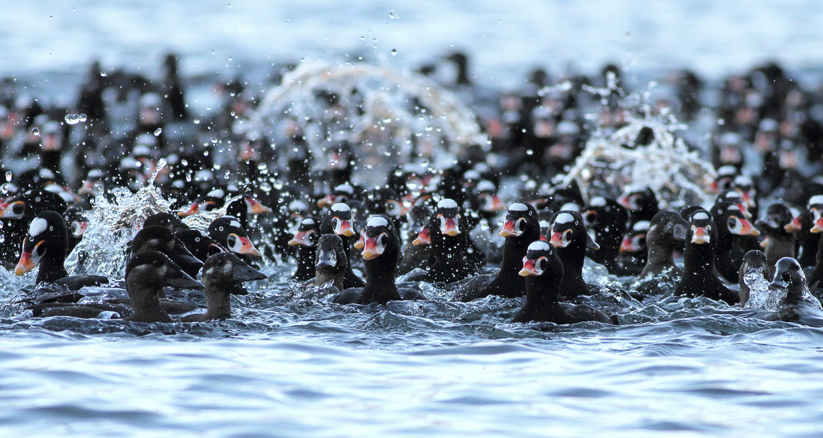 Scoter Stampede