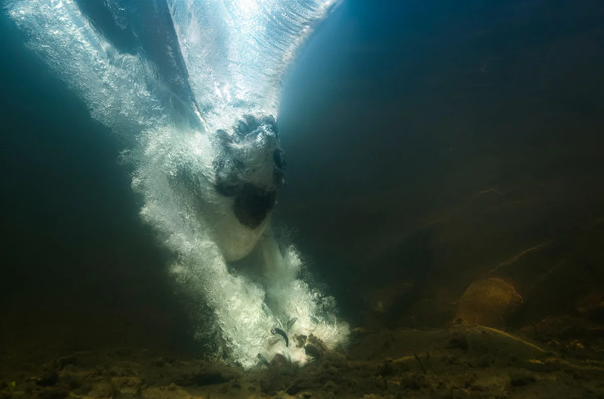 Diving for its Prey