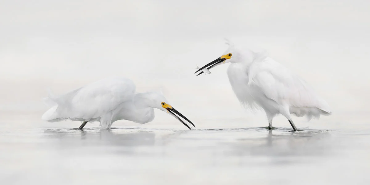 Hunters in White
