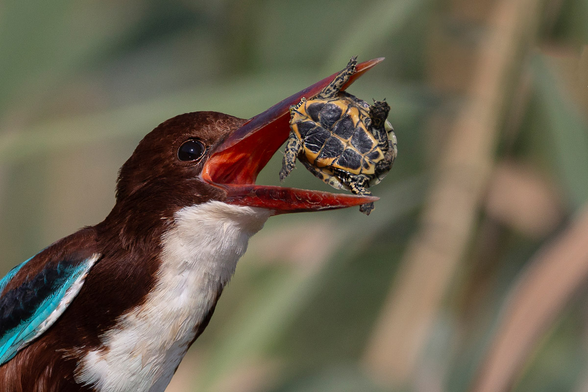 White-throated Kingfisher vs Terrapin