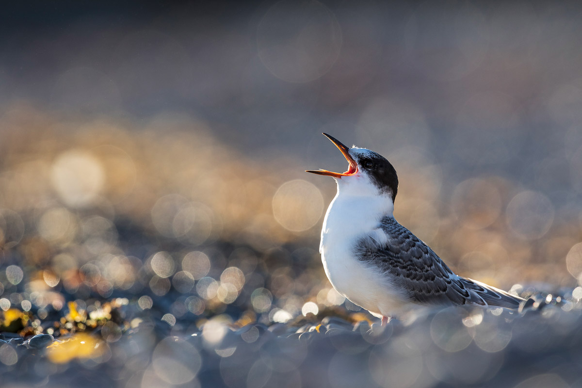 The Begging Tern
