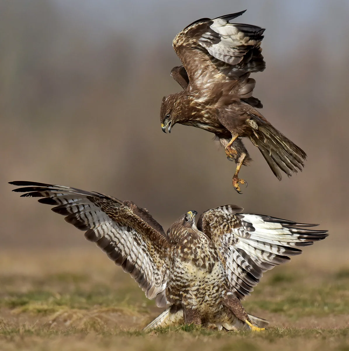 Buzzard Battle