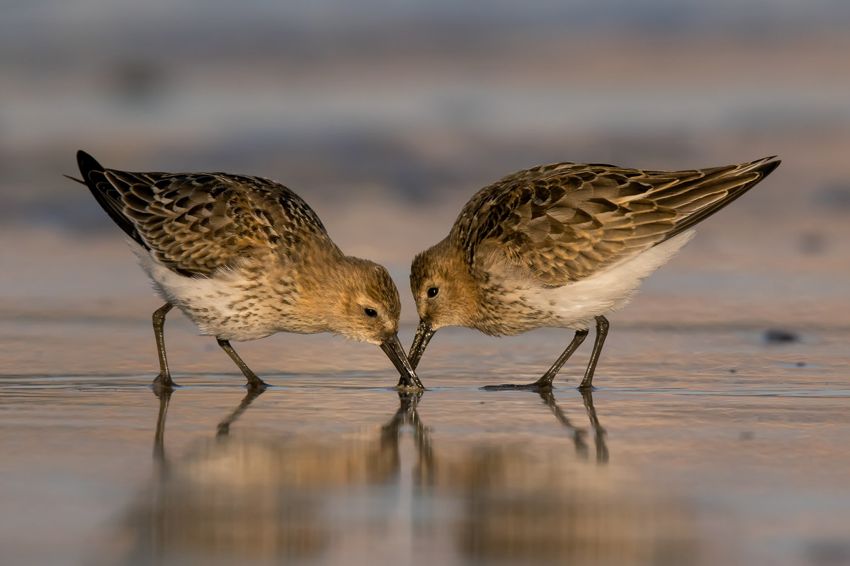 Beaks
