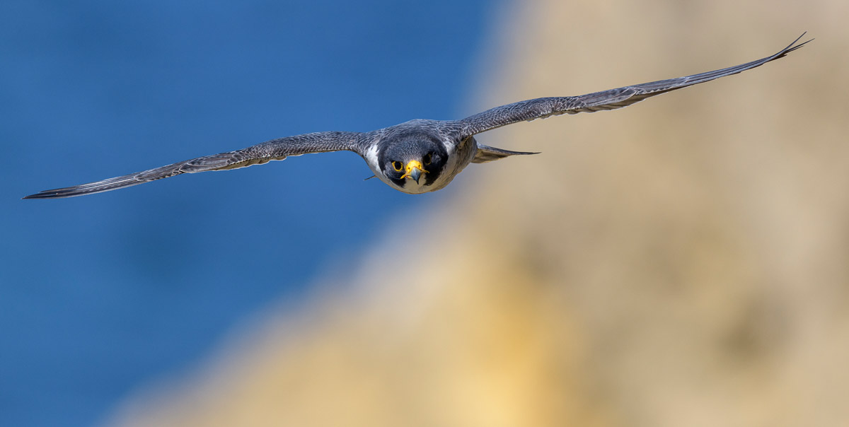Glider
