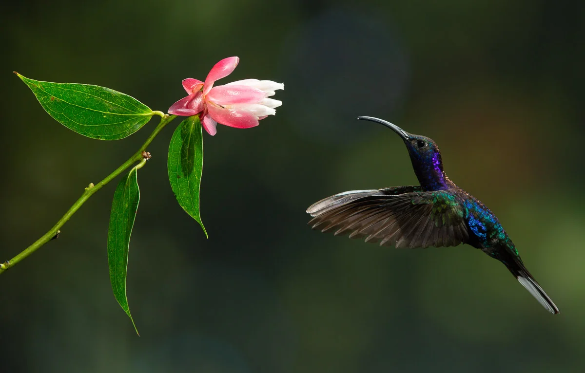 Violet Sabrewing