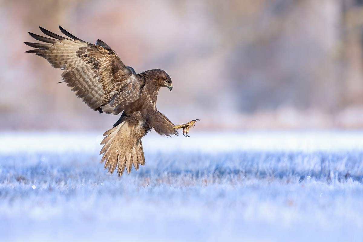 Flying Hunter