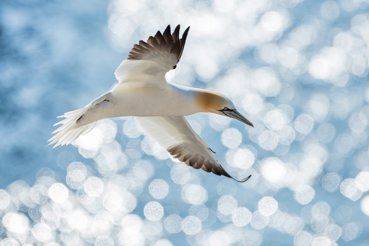 Gannet Arrival