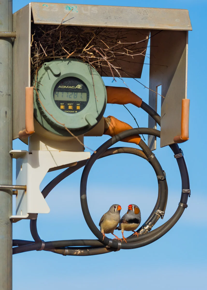 Industrious Finches