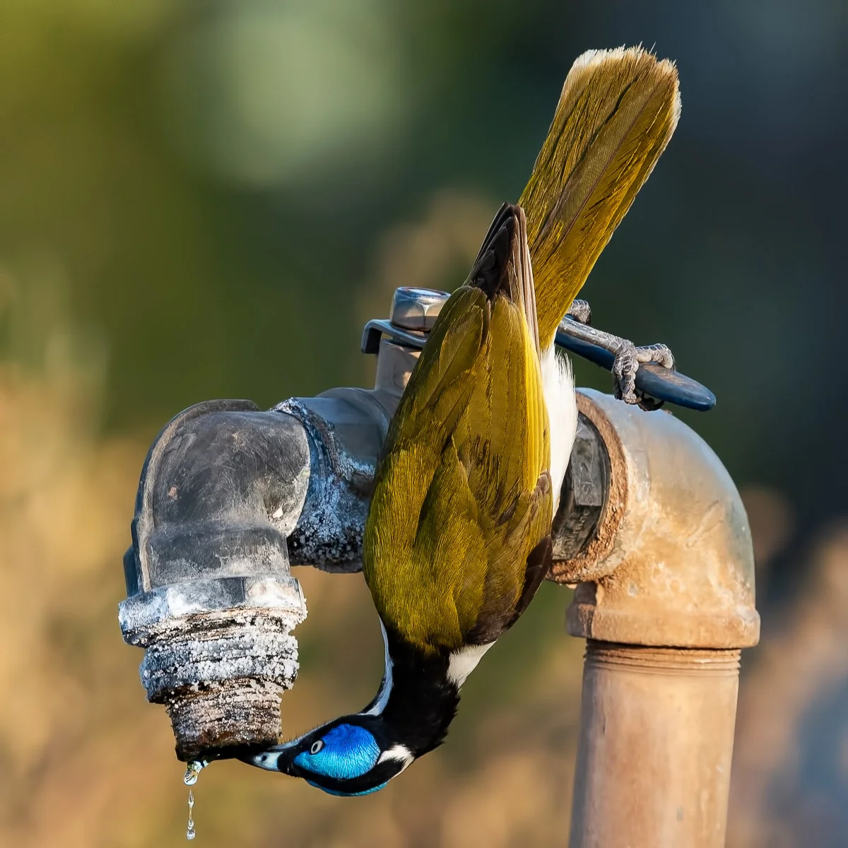 Drip-fed