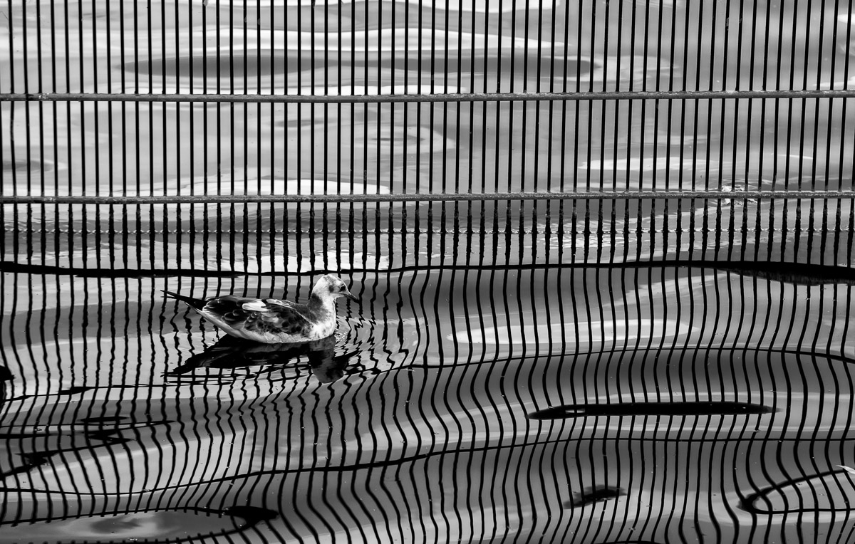 Gull Lines