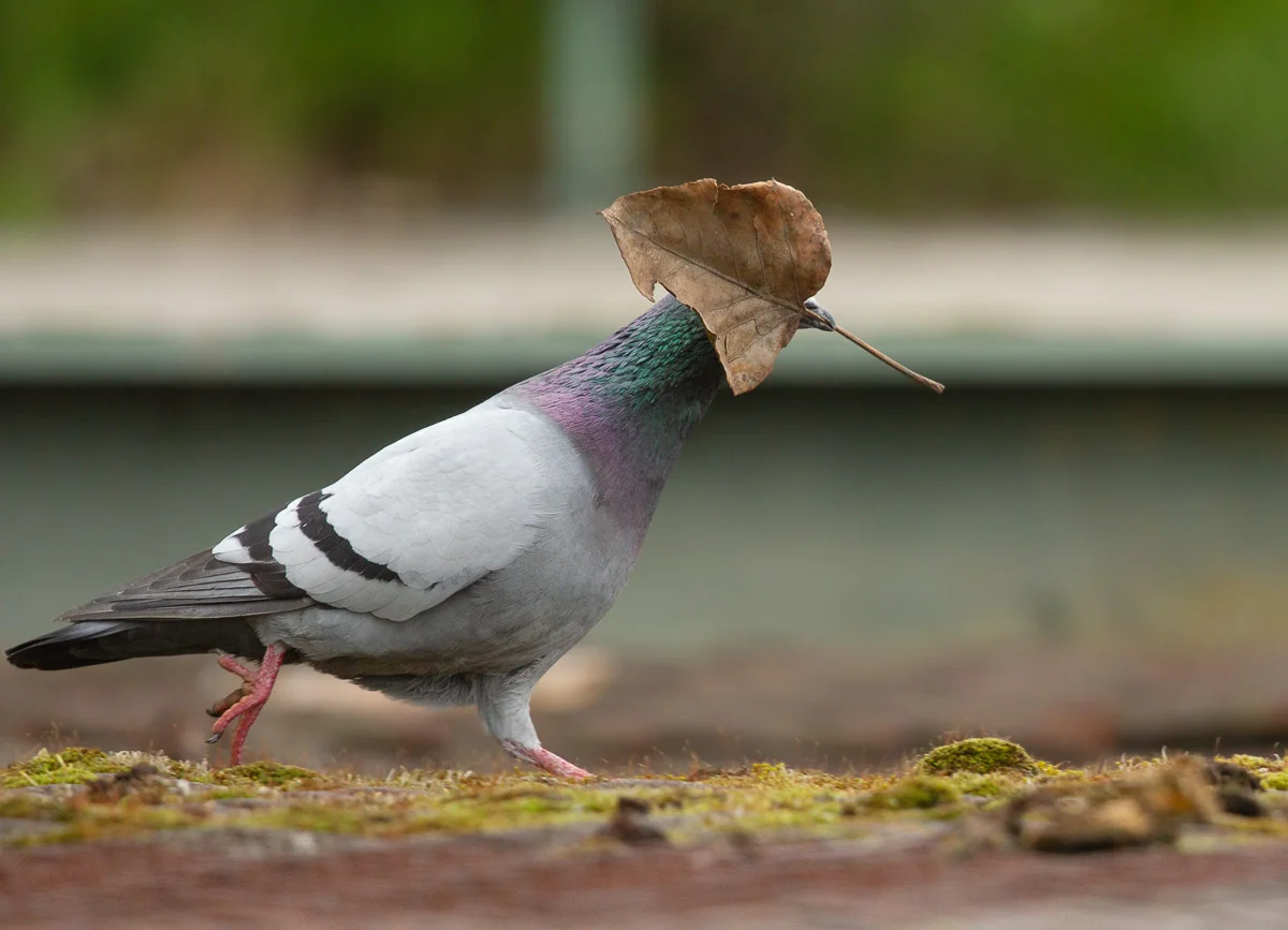 Leaf me Alone