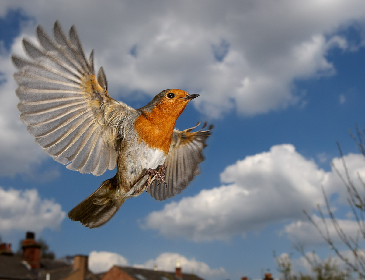Sky Robin